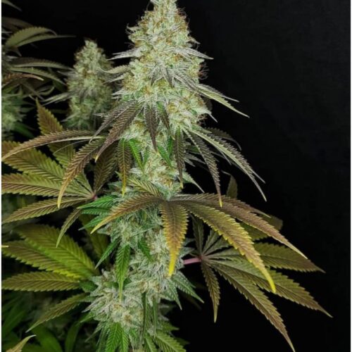 818 Headband