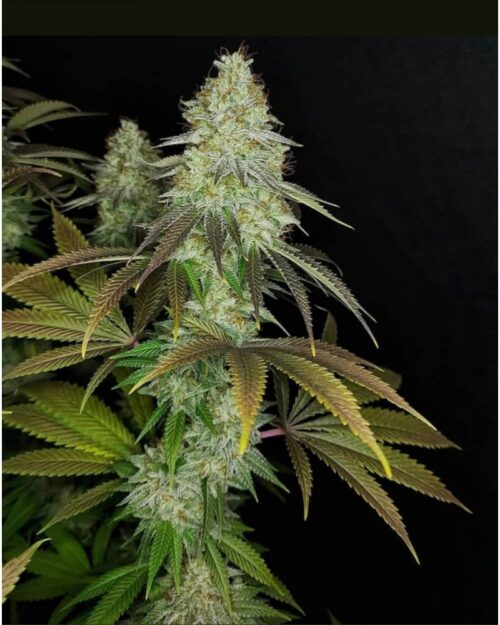 818 Headband