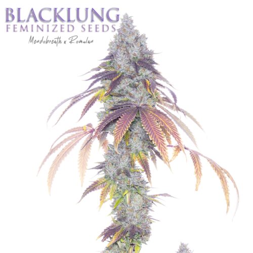 Black Lung