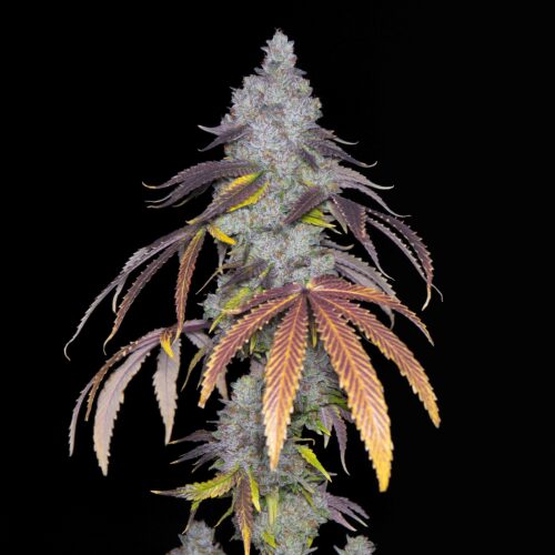 Black Lung - Image 3
