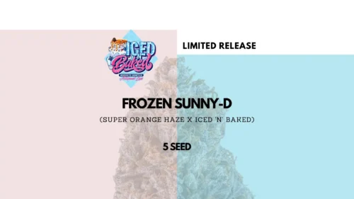 Frozen Sunny D Auto