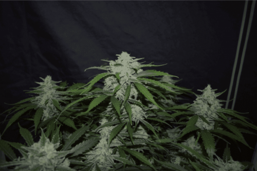 Fugue State Auto
