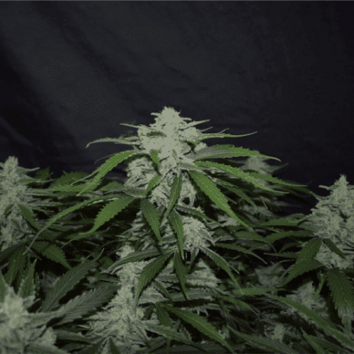 Fugue State Auto