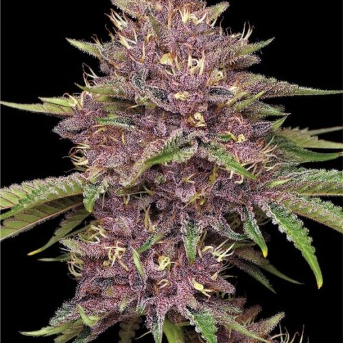 Purpz