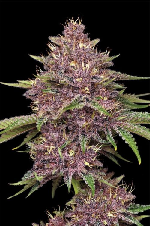 Purpz