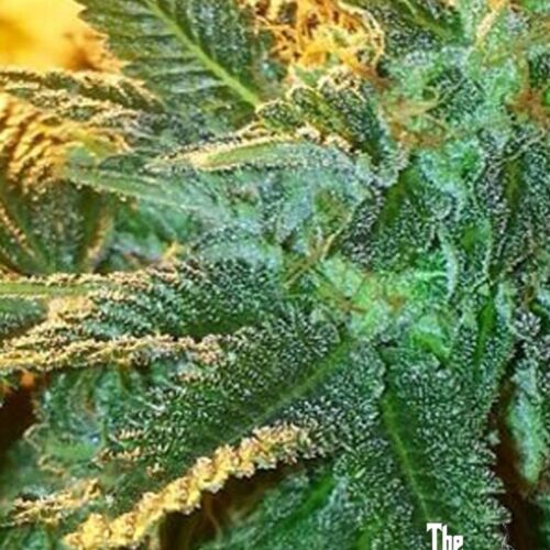 Alien OG