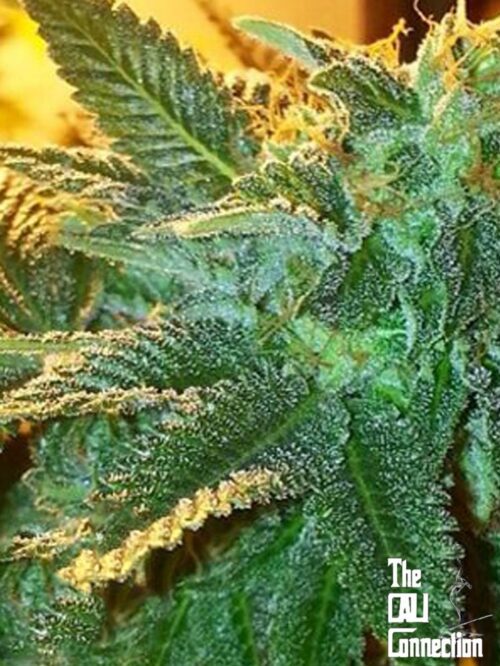Alien OG