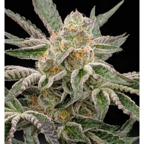 Pre-98 Bubba Kush BX2