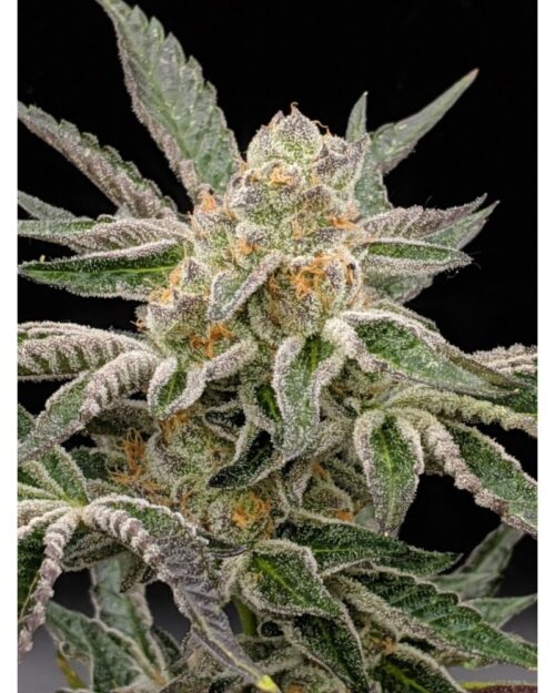 Pre-98 Bubba Kush BX2