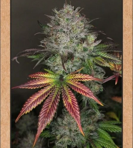 Creme de la chem Auto