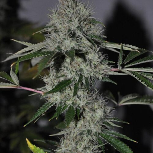 Chem 4 OG
