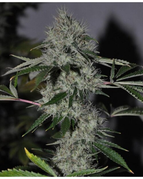 Chem 4 OG