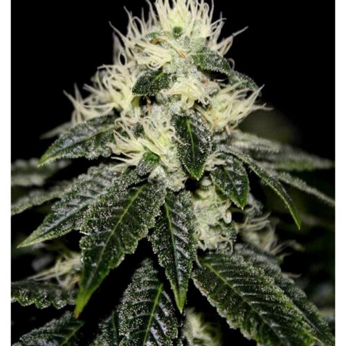 Chem 91 Skunk VA