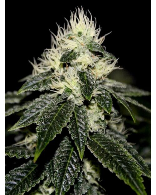 Chem 91 Skunk VA