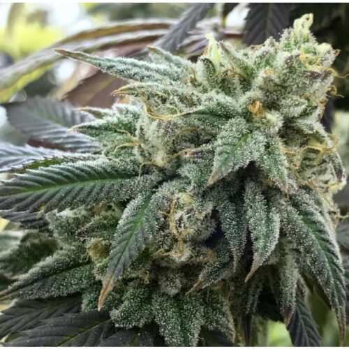 Chem Valley Kush