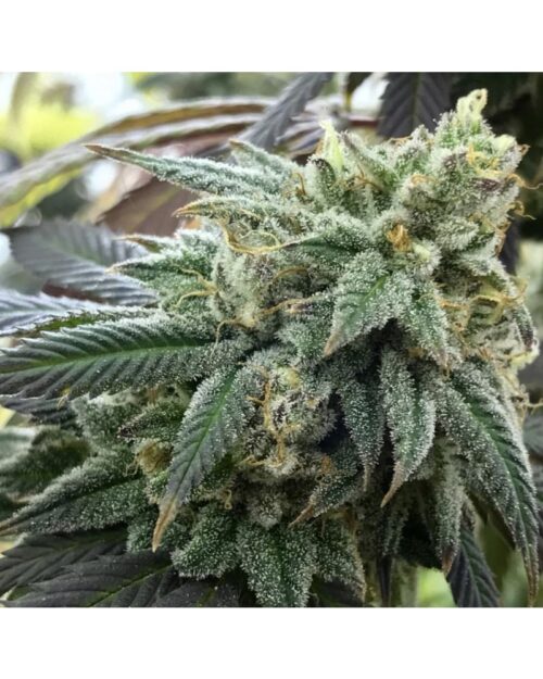 Chem Valley Kush