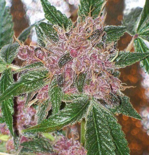 Cherries Jubilee
