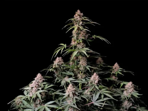 Amnesia Zkittles Auto