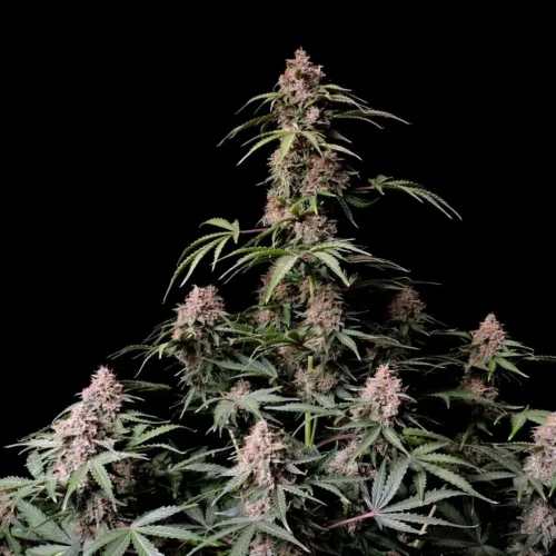 Amnesia Zkittles Auto