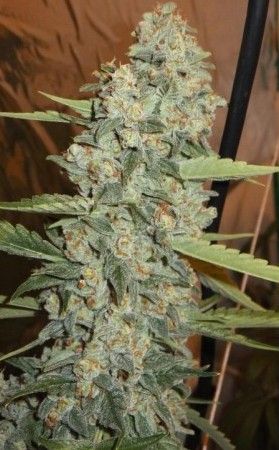 Jedi Kush