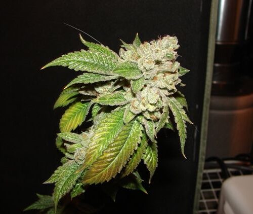 Larry OG Kush