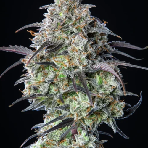 Mimosa Cake Auto