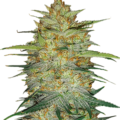 Original OG Kush Auto