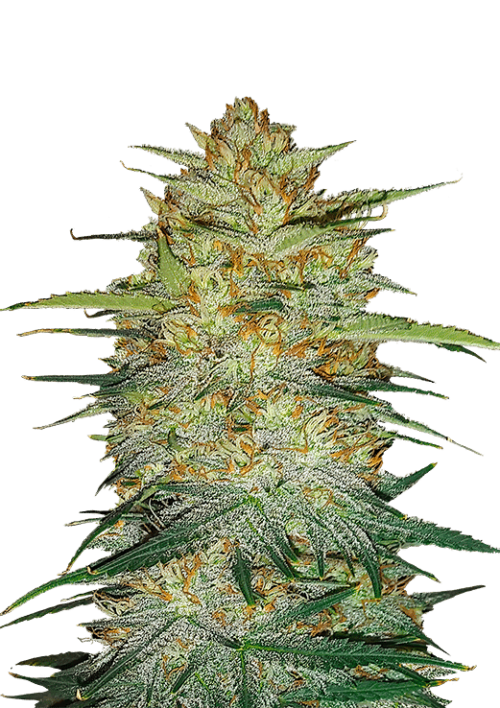 Original OG Kush Auto