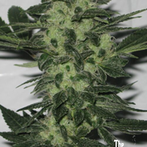 Original Sour Diesel