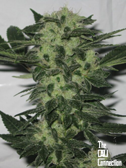 Original Sour Diesel