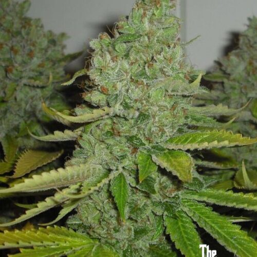San Fernando Valley OG (SFV OG)