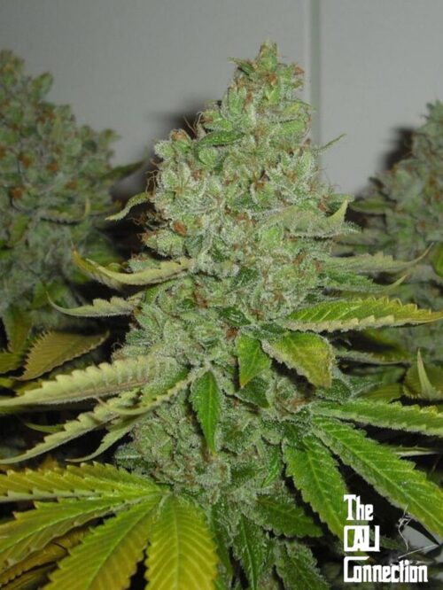 San Fernando Valley OG (SFV OG)