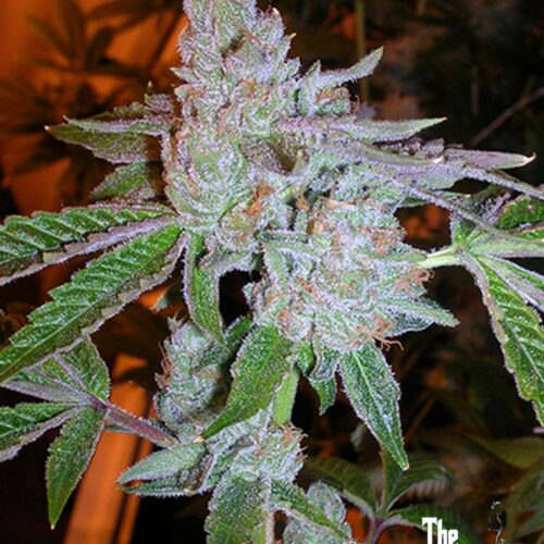 Tahoe OG