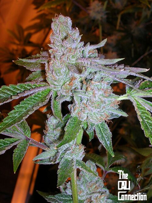 Tahoe OG